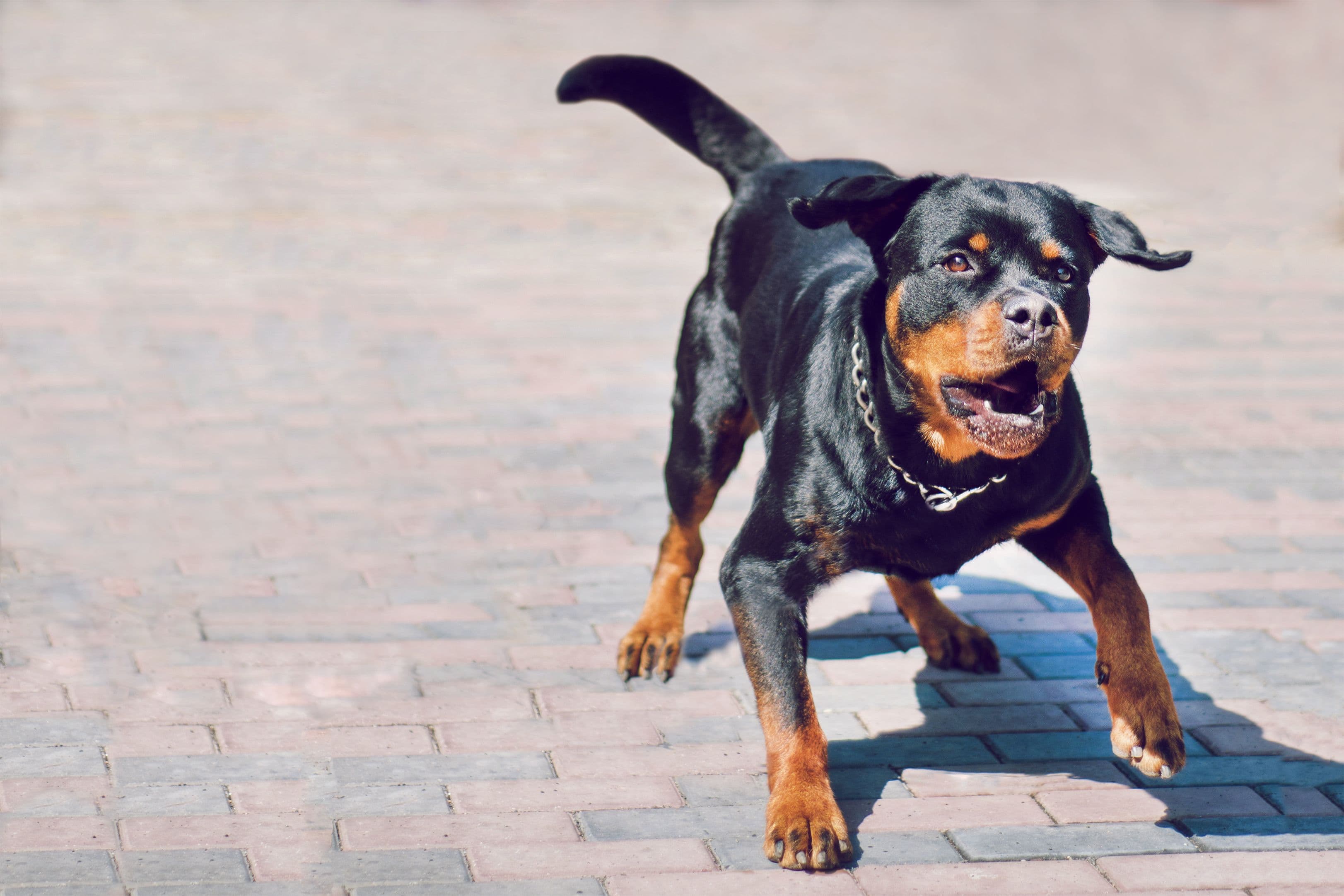Image for Why You Need a Dog Bite Lawyer: Protecting Your Rights After an Attack