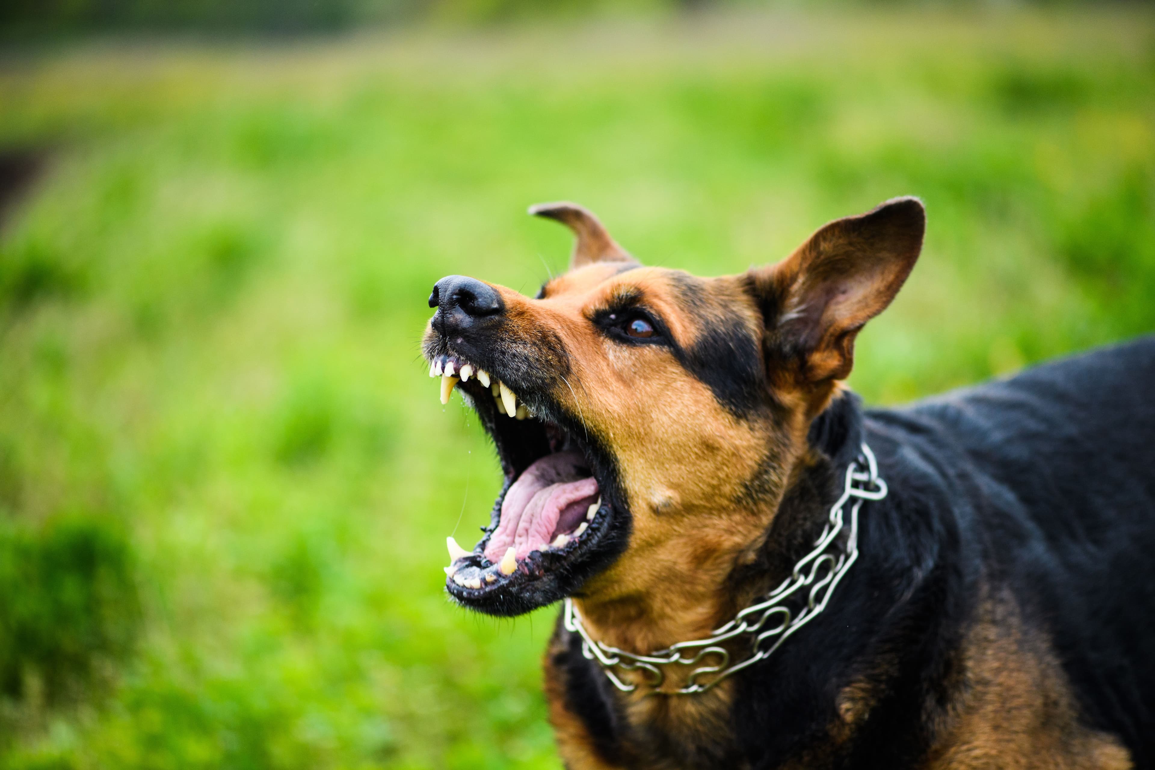 Image for How Much Can You Sue for a Dog Bite? An In-Depth Look