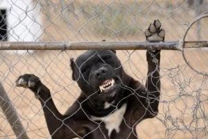 Image for Dog Bite Lawyer in Tucson