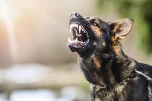 Image for Dog Bites Lawyer in Phoenix