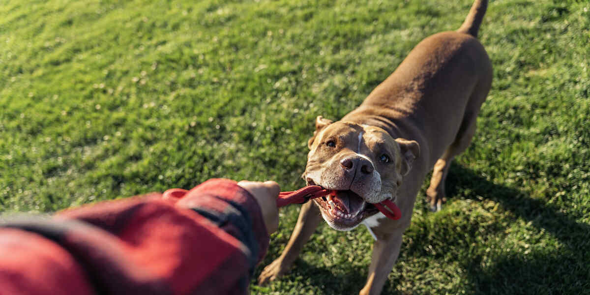 Dog Bite Lawyer