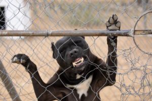 Caged pit-bull dog standing up against fence bites through the wire